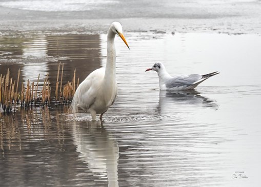 reiger